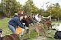 Feeding kangaroos 