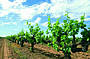 Margaret River Grape Vines