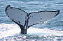 Humpback Whale