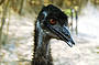 Meet an emu & hand-feed them if you dare!