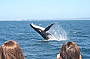 Whale Watching