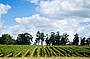 Vineyards at Dominique Portet