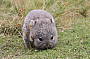 Baby Wombat