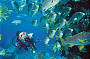 3 Day Outer Barrier Reef Scuba Diving Adventure