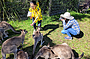 Hand-feeding kangaroos