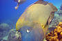 Wally - Hump Headed Maori Wrasse