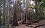 Mt Tamborine rainforest walk