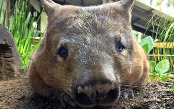 Wombat 