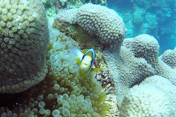 Great Barrier Reef Full Day Certified Dive from Hamilton Island